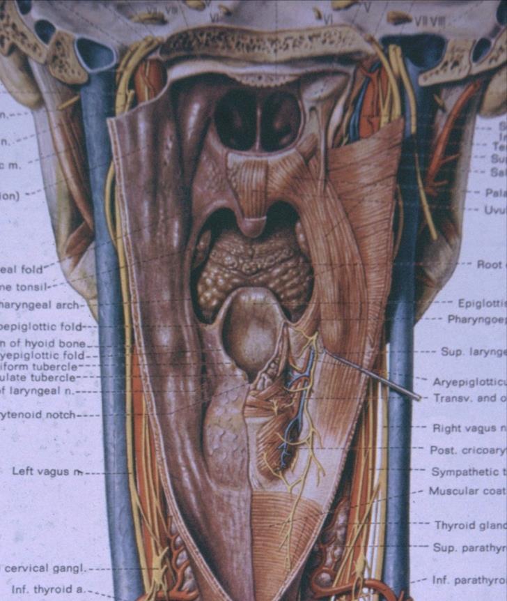 yukarıda sphenoid kemiğin korpusunun posterior ve occipital kemiğin basiller kısmı ile komşudur.