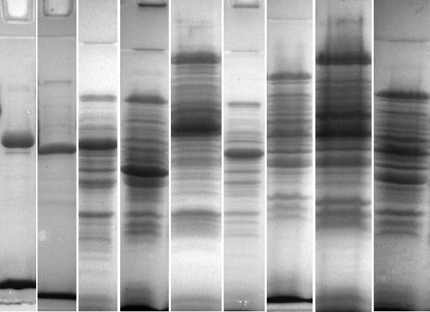 brevis 2 SM0661 L.buchneri L.buchneri L.buchneri L.buchneri L.para.