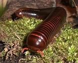 3. Sınıf: Myriapoda (Çokbacaklılar) Vücutları ince uzun