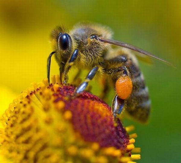 Balarılarının ürettiği baldan başka arı zehiri, arı sütü, arı poleni