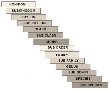 Taksonomik Kategoriler Regnum (Alem) Phylum (Şube) Class (Sınıf) Order (Takım) Family (Familya)