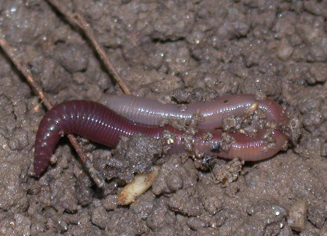 Annelida (Halkalı solucanlar) Şubesi Oligochaeta Alt sınıfı (karasalsolucanlar ve tatlısu solucanları). Başlıca besinleri ot, yaprak vs. gibi çürümüş bitkisel maddelerdir.