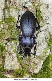 Avcı carabidler (Coleoptera: Carabidae)