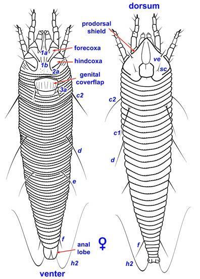 Eriophyiid ve Phytoptid ler Diğer akarlardan farklı olarak sadece 2 çift bacakları vardır. Familya:Eriophyiidae Eriophyes spp.