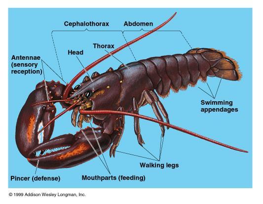 1. Sınıf: Crustacea (Kabuklular) Vücutlarında segmentasyon iyi
