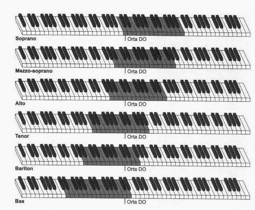 14-17 mm; mezzosoprano 18-21 mm; kontralto 18-19 mm; tenor 18-20 mm; bariton 21-27 mm; bas 24-25 mm olarak saptanmıştır.