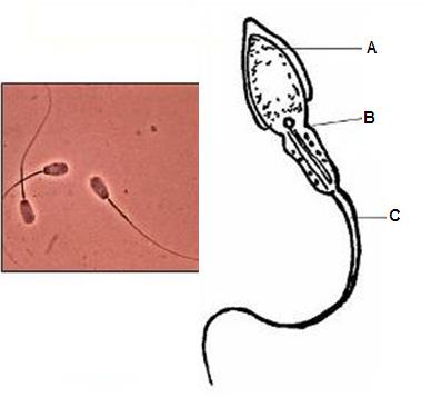 Şekil 9 27) Şekil 9 sperm hücresini göstermektedir. kamçı hareketinin gerçekleşmesi için gerekli enerjinin üretilmesinden sorumlu olan mitokondrilerin bulunduğu bölge hangi harf le işaretlenmiştir.