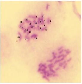 Sitogenetiği: Cortodera flavimana nın erkek birey bağırsağından elde edilen plak (Resim 3.16) daki gibidir.