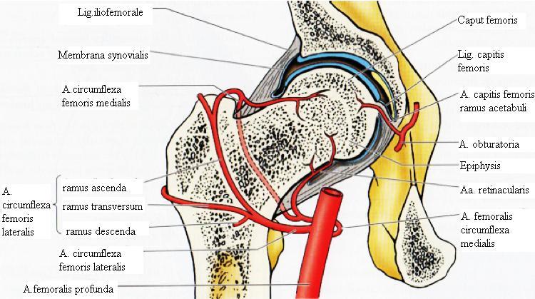 Ekstrakapsüler arteryel çember: Posteriorda medial sirkumfleks arterin dalının anteriora doğru uzanarak lateral femoral sirkumfleks arterden uzanan dallarla birleģmesi sonucu oluģur.