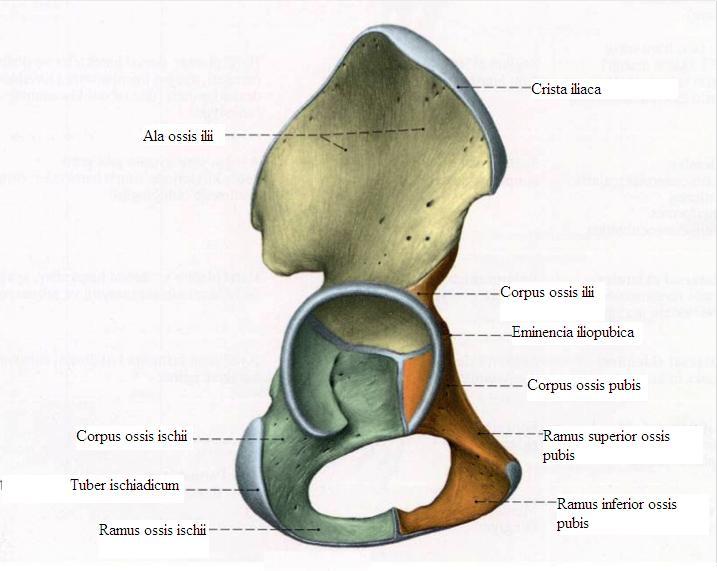 Sekil 1. Koksayı olusturan kemik yapılar (16) Puberteden önce os ilium, os ischium ve os pubis asetabulum içinde Y harfi Ģeklinde kıkırdaklarla birleģmiģ Ģekilde bulunur.