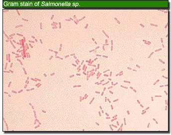 Salmonellalar düz çomakcıklar şeklinde yaklaşık olarak 0.7-1.5x2.0-5.0 nm boyutlarında, iki türü hariç (S.
