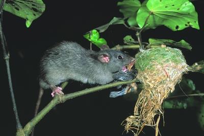 Dünya üzerinde fare ve sıçanlar, Antartika kıtası dışındaki hemen her bölgede bulunur. Genelde yaşam yerini seçmede, yiyeceklere ulaşabilme durumunu önemlidir.