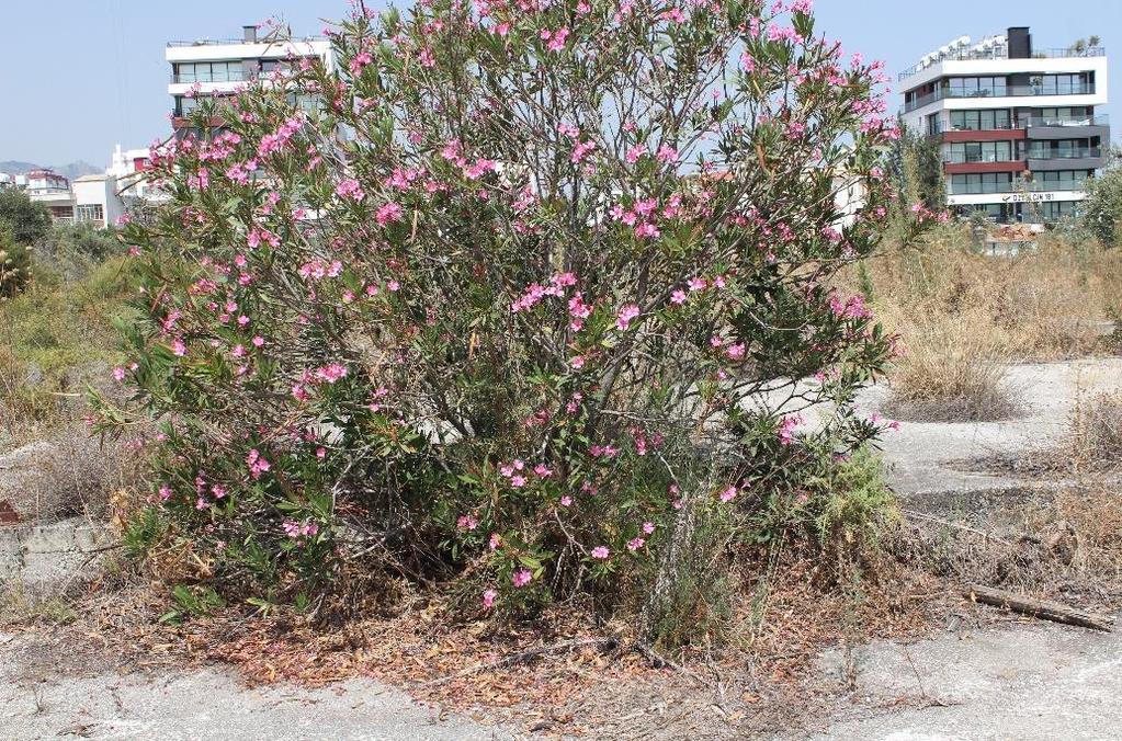 Şekil 33 Proje yerinde Nerium oleander Şekil 34 Proje yerinde Capparis spinosa Sonraki sayfalarda verilen tablolarda, proje yerinde tespit edilen flora listesi Familya, tür,