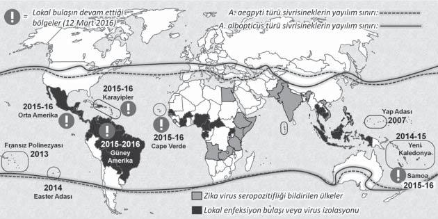 Zika Virus Salgınının Küresel Yayılımı: ilk kez gösterilmiştir 14.