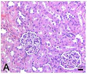 Bulgular Histolojik İnceleme