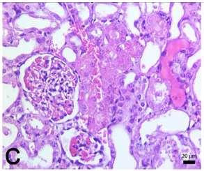 Bulgular Histolojik İnceleme SİS grubunda (C)