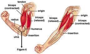 Esnek Bağlantılar Bağlantı anatomisi Orijin: