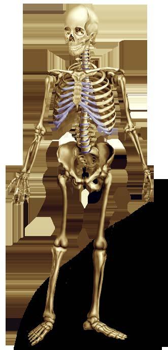 Anatomik Olarak Modern İnsan İri yapılılıkta azalma Vücutta