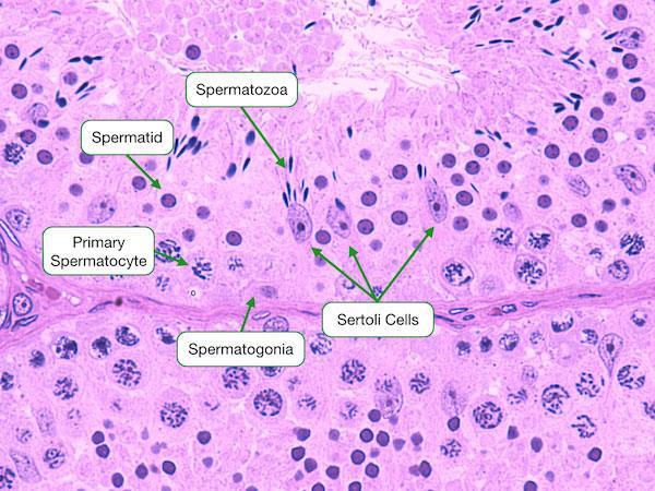 desteklenirler. Çünkü spermatosit I ve II, spermatid ve spermatozoonlar kan testis bariyerinden dolayı kan desteğinden izole edilmişlerdir. Bunların beslenmesini Sertoli hücreleri ayarlar.