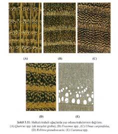 İlkbahar odunundan yaz odununa geçişin ani olduğu sert çamlar ve diğer iğne yapraklı ağaçlara örnek olarak, Pinus sylvestris, P. nigra, P. taeda, Larix spp. ve Pseudotsuga menziesii verilebilir.