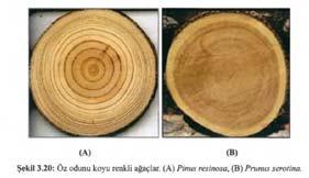 3.8 Diri Odun ve Öz Odun (c) Olgun odun özelliğindeki ağaç türleri: Bu gruba giren ağaçlar, öz odunu açık renkli ağaçlar olarak da tanımlanmaktadır.