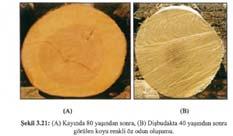 Bu ağaçlarda öz odun bölgesi, diri odundan daha az rutubet içermekte ve tüm paranşim hücreleri canlılığını yitirmektedir.