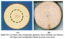 Örneğin; kayında kırmızı yürek, dişbudakta esmer öz odun oluşumu bu gruba girmektedir (Şekil 3.21).
