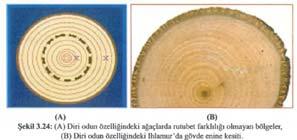 (d) Diri odun özelliği gösteren ağaç türleri: Bu ağaç türlerinde enine kesitin orta kısmı ile dış kısmı arasında ne renk, ne de rutubet farkı vardır.