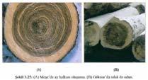 Titrek kavak, huş, akçaağaç, kızılağaç ve gürgen gibi ağaç türlerini içeren bu grup, öz odun oluşumu gecikmiş ağaçlar olarak da tanımlanmaktadır (Şekil 3.24). 3.8 Diri Odun ve Öz Odun 3.