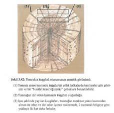 Kuşgözleri daima özden kambiyuma doğru, yani ağacın merkezinden kabuğu doğru ışın gibi yayılarak gelişme göstermektedir.