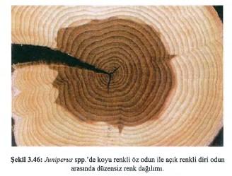 (8) Urlu Görünüş Bazı ağaçlann gövdeleri, dalları ve köke yakın kısımlarında ur şeklinde şişkinlikler oluşmaktadır.