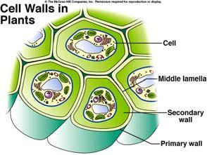 sarılmıştır. Hücrenin içi protoplazma sıvısı ile doludur. Kambiyumda yeni bölünen bir hücre büyüme, çeper kalınlaşması ve ligninleşme safhasını geçirdikten sonra olgun bir odun hücresi halini alır.