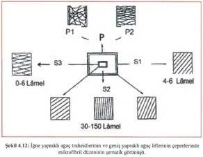 4.2.2 Sekonder Çeper Olgunlaşmış bir traheid veya lif hücresinde sekonder çeper S 1,-S 2 -S 3 olmak üzere üç tabakadan oluşur.