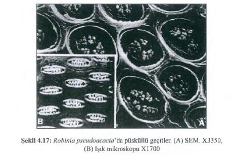 BÖLÜM 5 MİKROSKOPİK OZELLİKLER Odunsu bir hücrenin dışında hücre çeperi, çeperin üzerinde hücreden hücreye besi suyu akışını sağlayan çok küçük açıklıkları (geçitleri) ve ortada hücre bir boşluğu