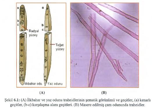 kapalı hücrelerdir (Şekil 6.1). Traheidler şekilleri ve yıllık halka içerisinde konumları bakımından iğne yapraklı ağaçlar arasında önemli bir fark göstermezler.