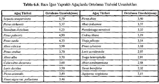 Yaz odunundaki geçitlerde geçit odası izi oval ya da elips şeklinde, porus izi ise oval, elips ya