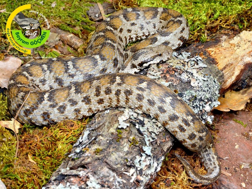 26-65 cm Montivipera albizona (=M.