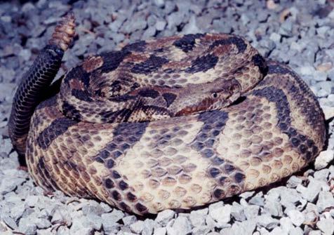 de Crotalus horridus (Esas Çıngıraklı Yılan) 80 cm