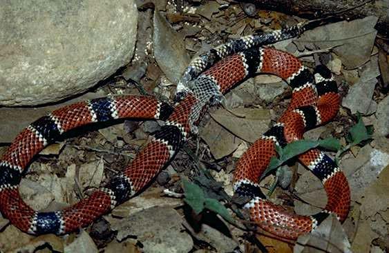 60 cm Amerika kıtasında Micrurus corallinus (Adi Mercan Yılanı) En zehirli mercan yılanıdır.