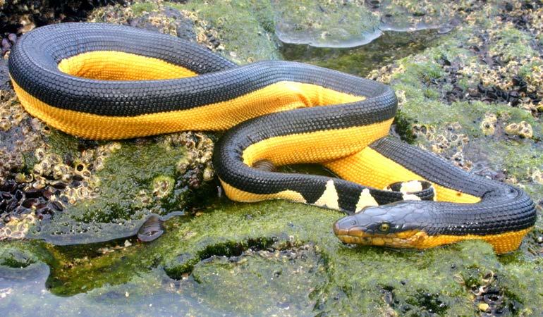 Pelamis platurus (Sarı Karınlı Deniz Yılanı) Familia 6: Hydrophiidae (Deniz Yılanları) Zehirleri nörotoksik (sinirleri felç edici) özelliktedir. Zehirleri insan için tehlikelidir.