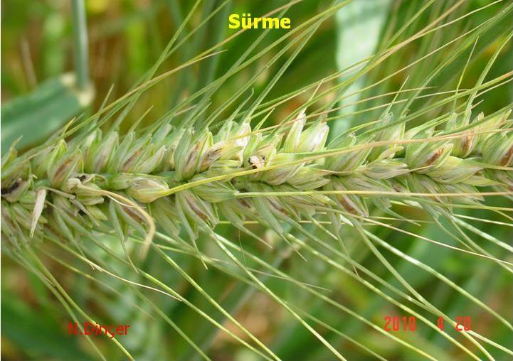 Konuyla ilgili çalışmalar, Septoria yaprak lekesi ve sarıpas mücadelesi için bir üretim yılında aralık-ocak-şubat aylarını içeren üç aylık dönemde: 1.