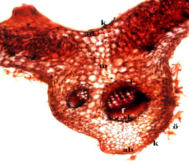 Yaprak Taksonun yaprak enine kesiti incelendiğinde kesitin adaksiyal ve abakasiyal yüzünü örten kutikula ile çevrilmiş, enleri genelde boylarından büyük, epidermis tabakası bulunmaktadır.