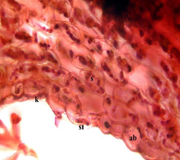 Epidermis tabakasının altında 2-5 sıralı boyları enlerinde büyük, bol kloroplast taşıyan palizat parankiması hücreleri bulunmaktadır.