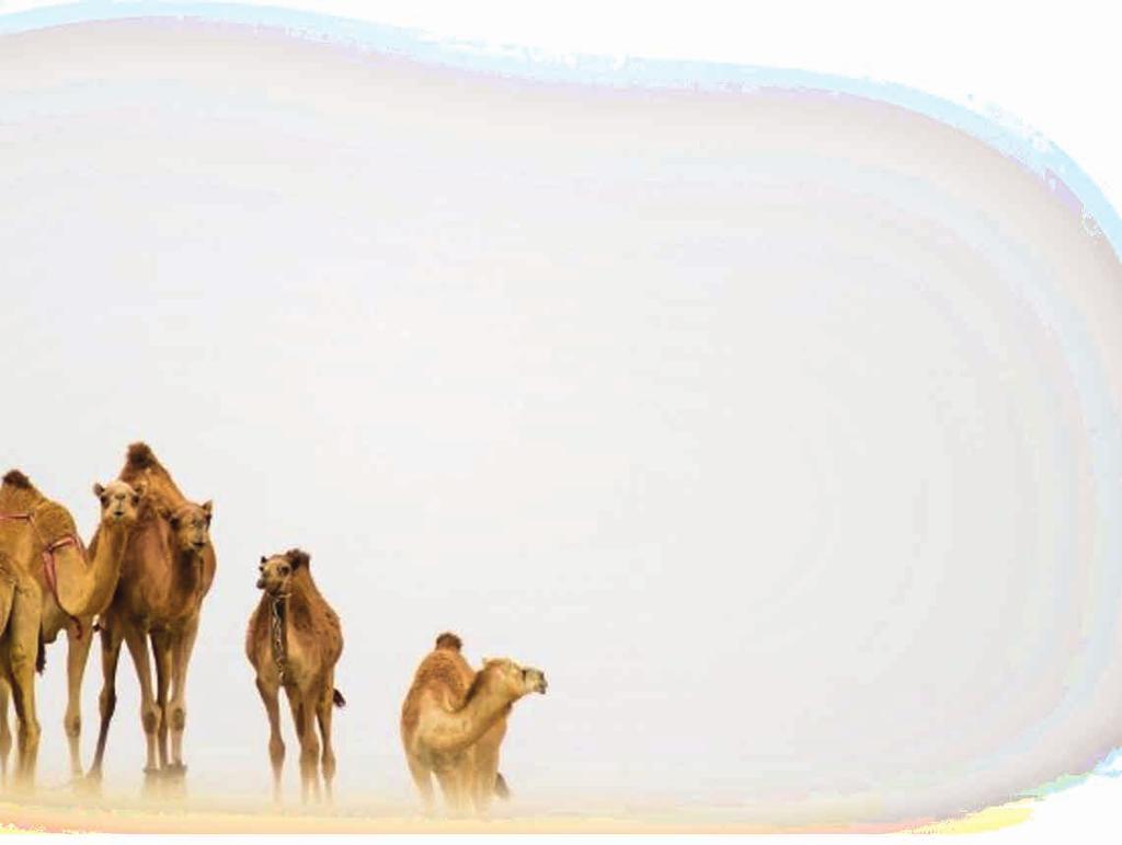 23 DEVE TÜYÜ ELYAF Deve Tüyü Elyaf Değişen iklim koşullarında vücut ısısını dengede tutan doğal ve konforlu yapısıyla deve tüyü çok hafif, güçlü ve düşük geçirgenliği sayesinde yazın serin kışın ise