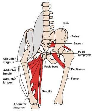 Gluteus Maksimus Kalçada arka tarafta en dıştaki en büyük kastır. Ekstansiyon ve dış rotasyon yaptırır. Yürürken ve ayakta dururken farkında olmadan epey çalışır.