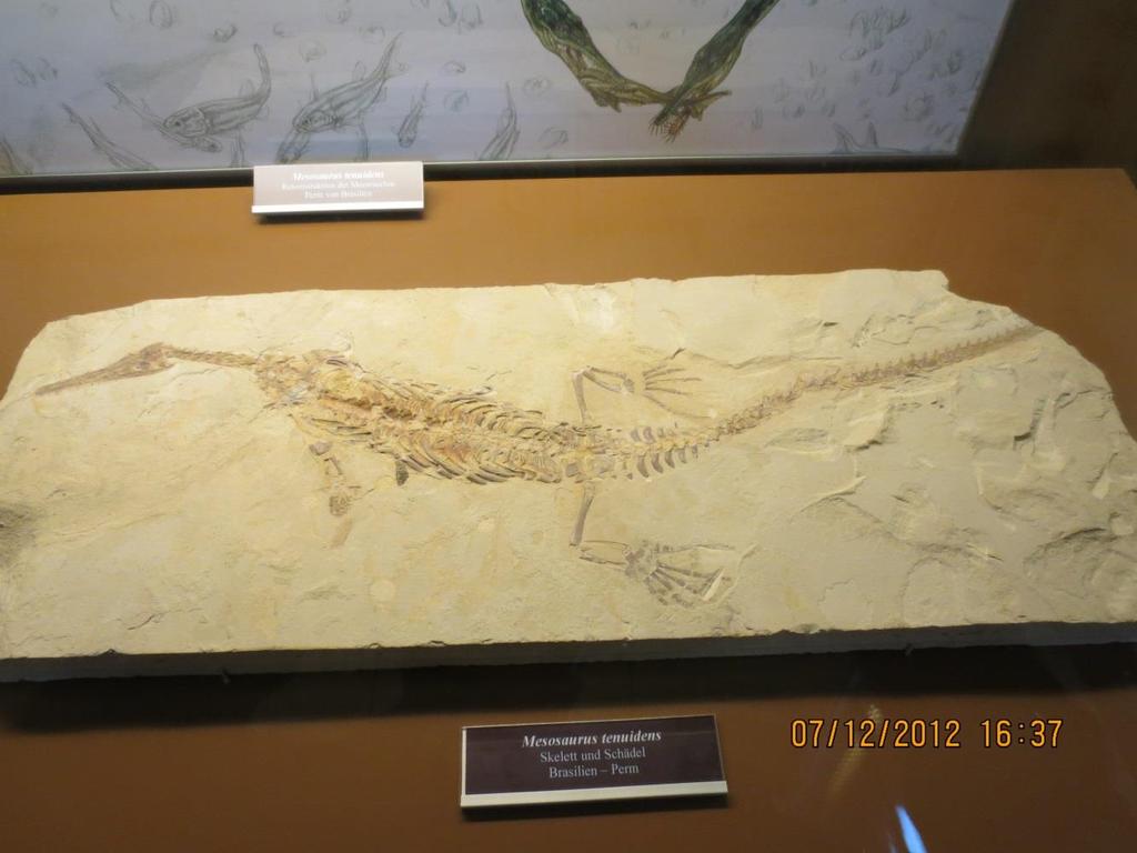 Mesosaurus,