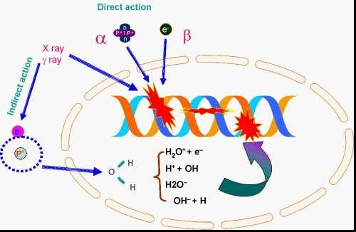 Radyasyon Hasarı ve Hücre İyonize radyasyonun hücrede oluşturduğu DNA hasarı, DNA ile doğrudan etkileşmesi veya su moleküllerinin