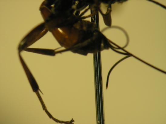 Cryptus spinosus; (a) lateral, (b) anten, (c) bacaklar, (d) ovipozitör Ġnclenen