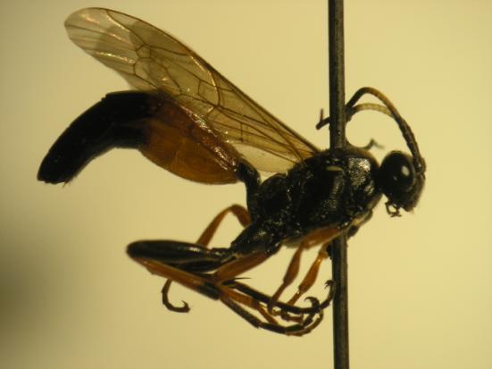 4.1.8. Ichneumoninae 4.1.8.1. Coelichneumon rudis (Fonscolombe, 1847) Ichneumon rudis; Fonscolombe, 1847. Ichneumologie provançale.