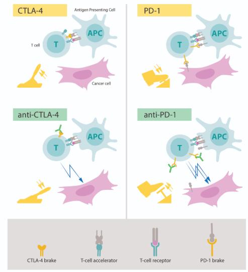 ü T hücrelerin yüzeylerinde bulunan bazı proteinler fren görevi görerek T hücrelerinin uyarılmasını engeller.